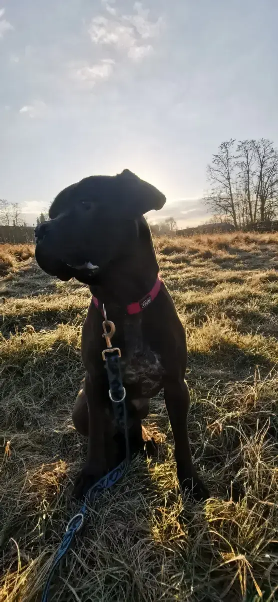 Bonnie - Cane Corso Italiano - Bild 12