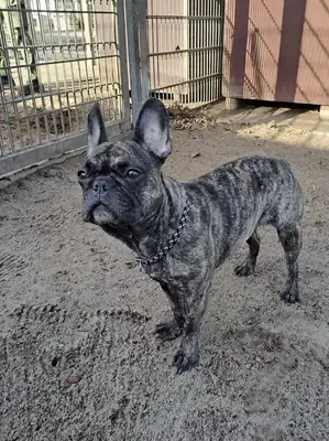 Caja – Französische Bulldogge – Bild 2