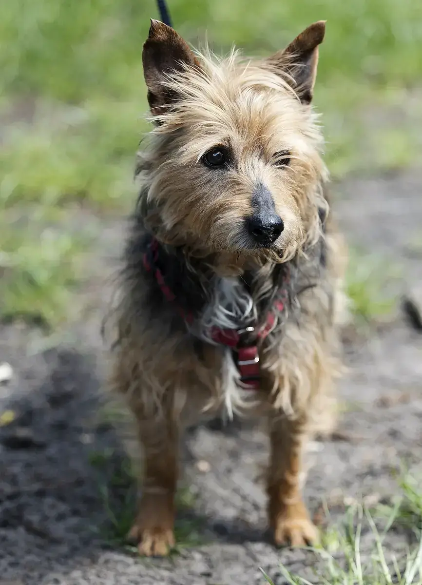 Gofio -  - Bild 3