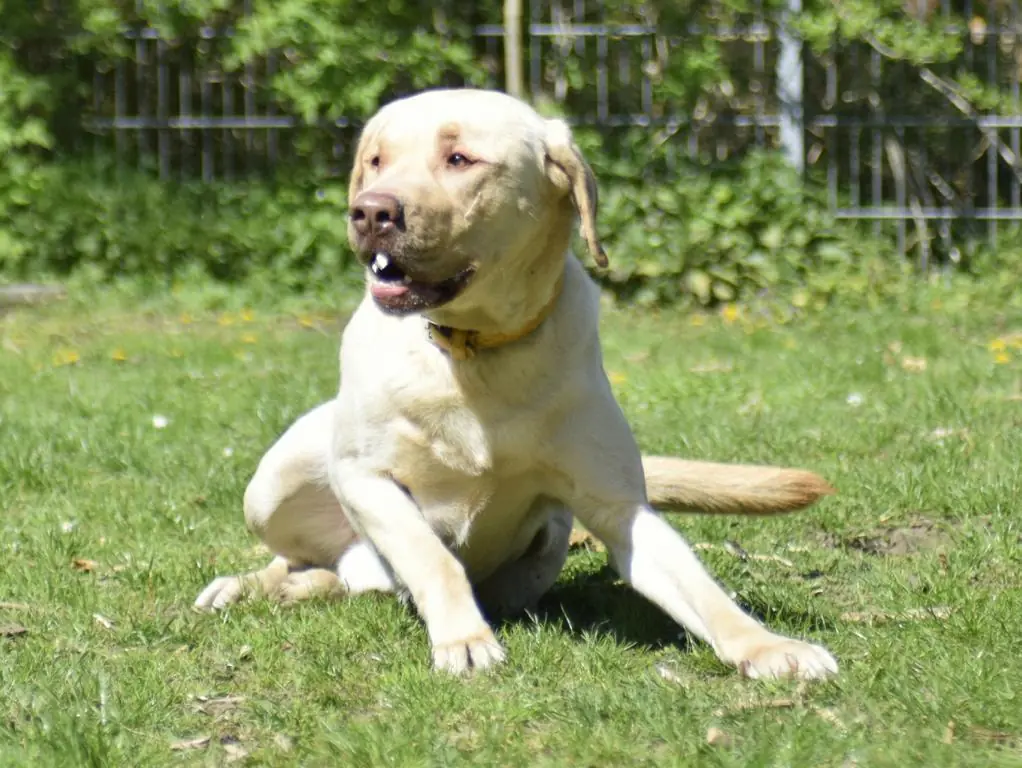 Sammy - Labrador Retriever - Bild 2