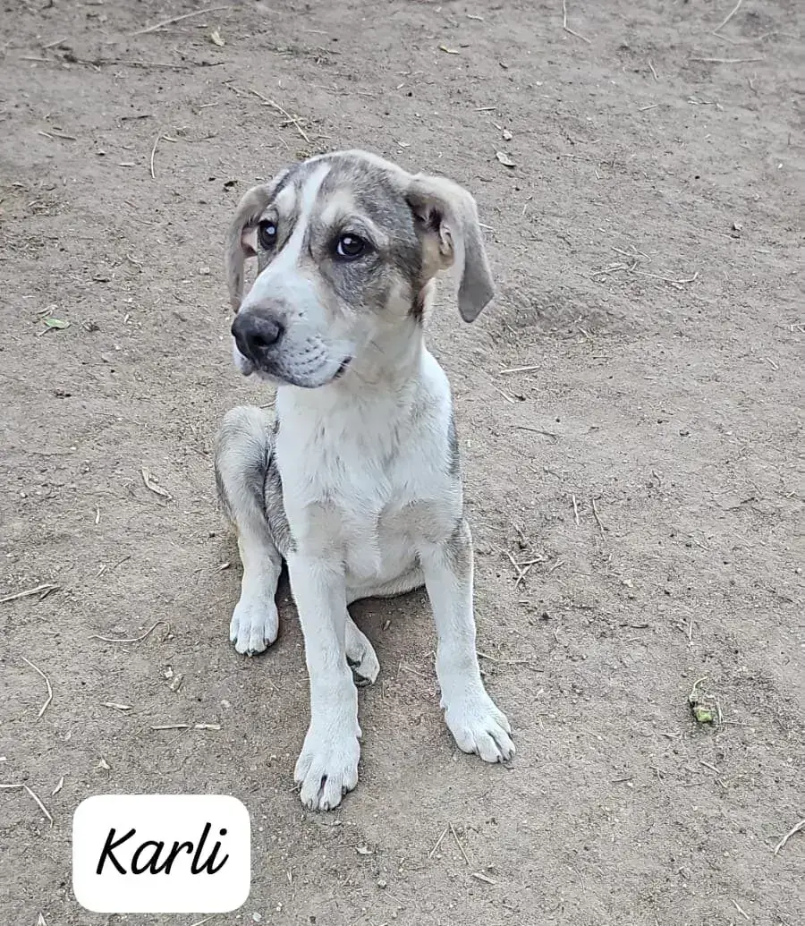 Mix Karli