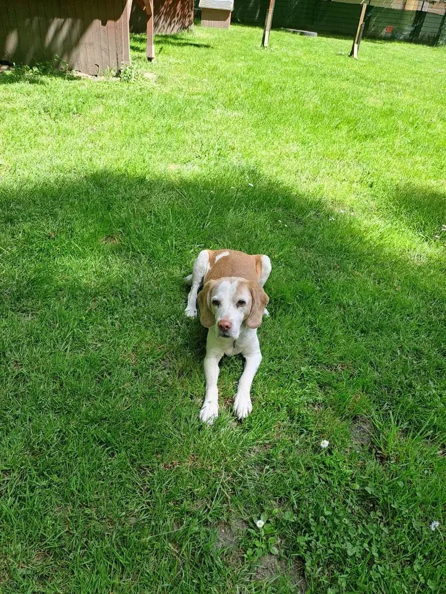 Shaila - Beagle - Bild 4