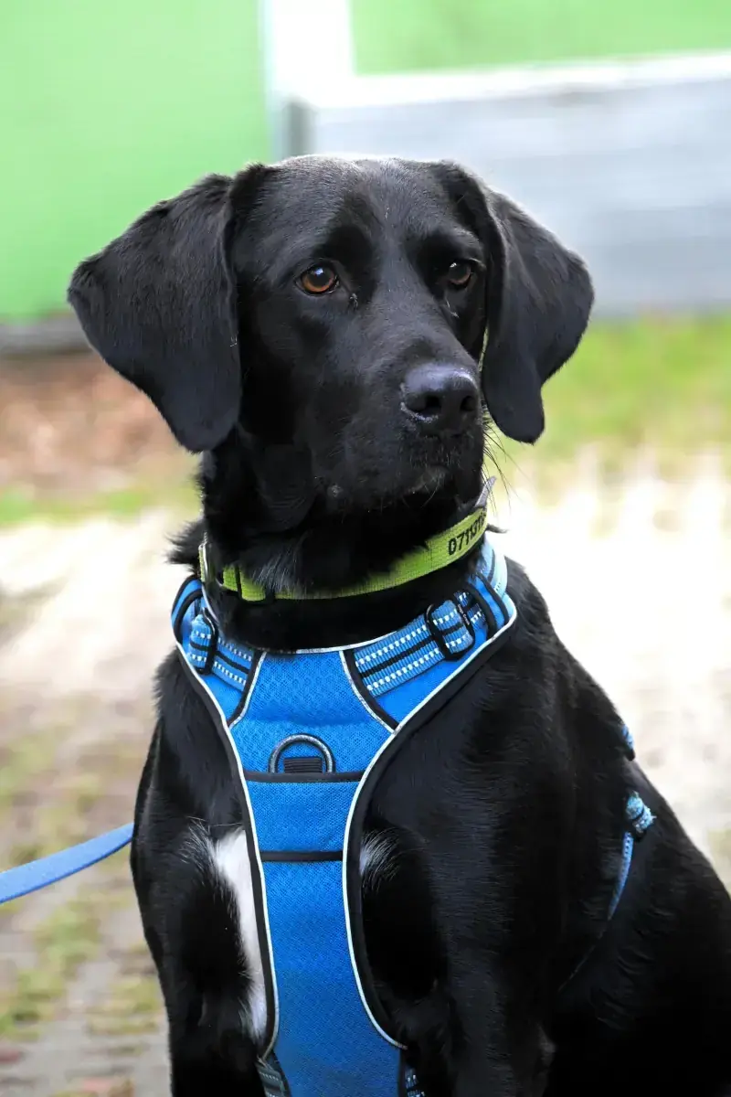 Balu - Labrador Retriever - Bild 2