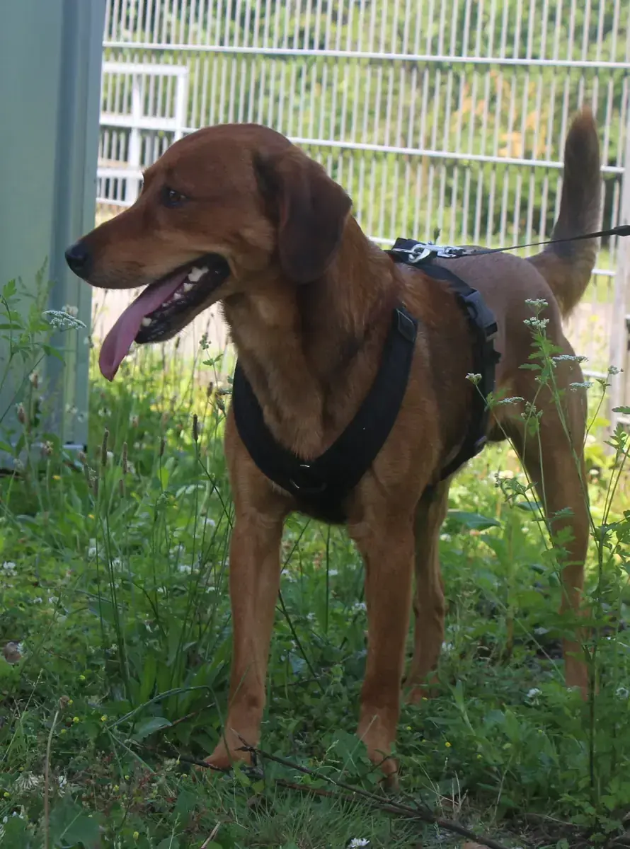 Chase -  - Bild 5