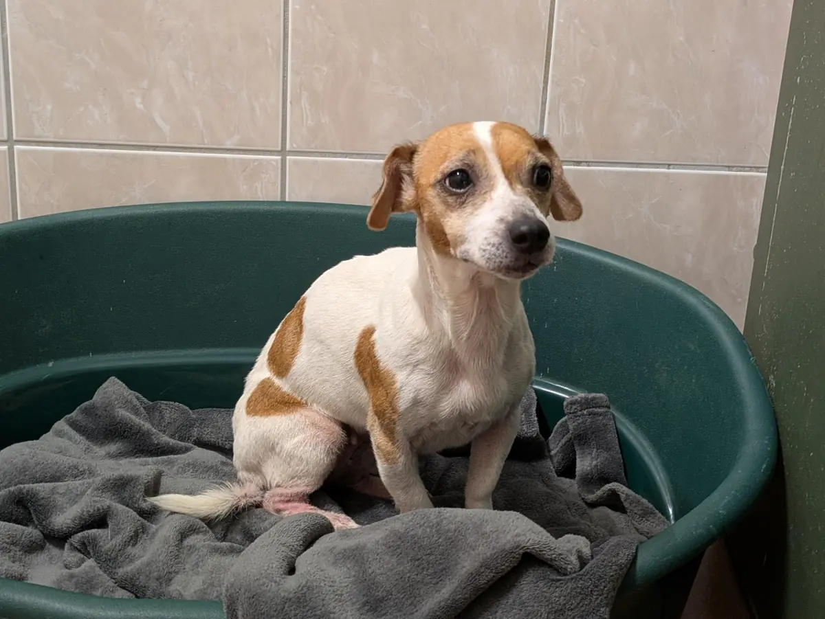 Sally - Jack Russell Terrier, Chihuahua - Bild 1