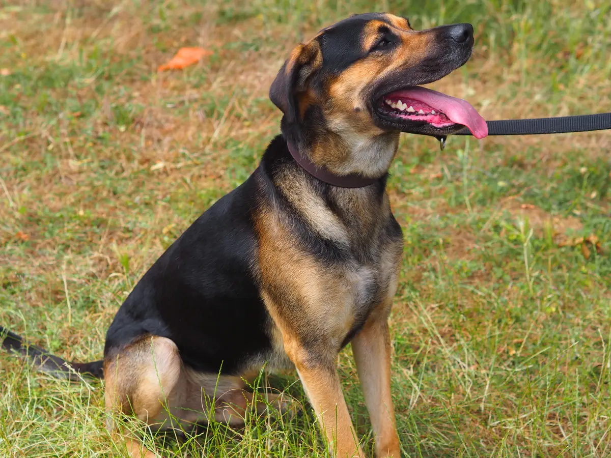 Freddy - Deutscher Schäferhund, Dobermann - Bild 2