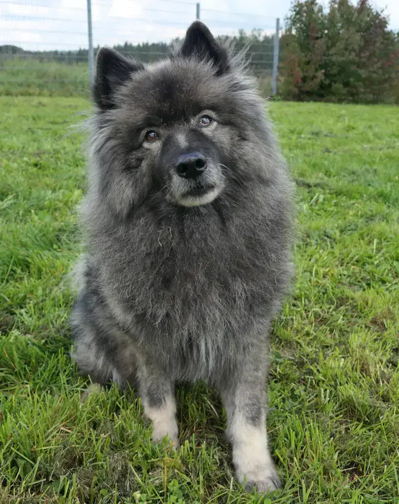 Fido -  - Bild 2