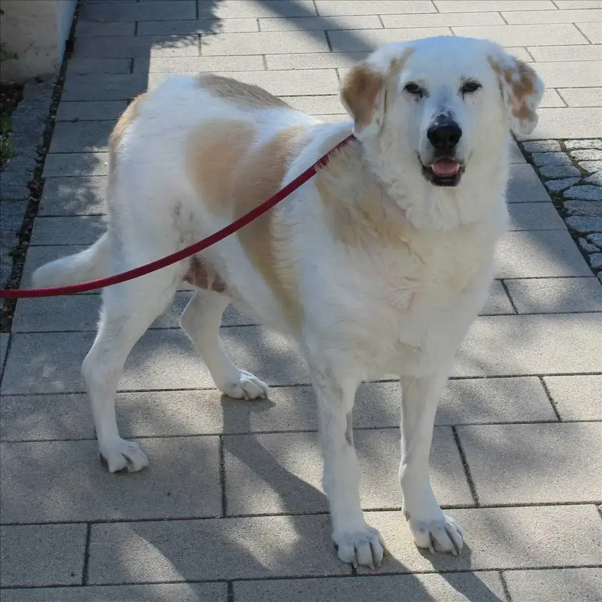 HELENA -  - Bild 2