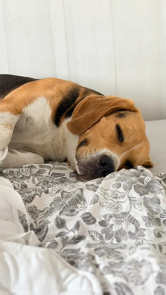 Einstein - Beagle - Bild 3