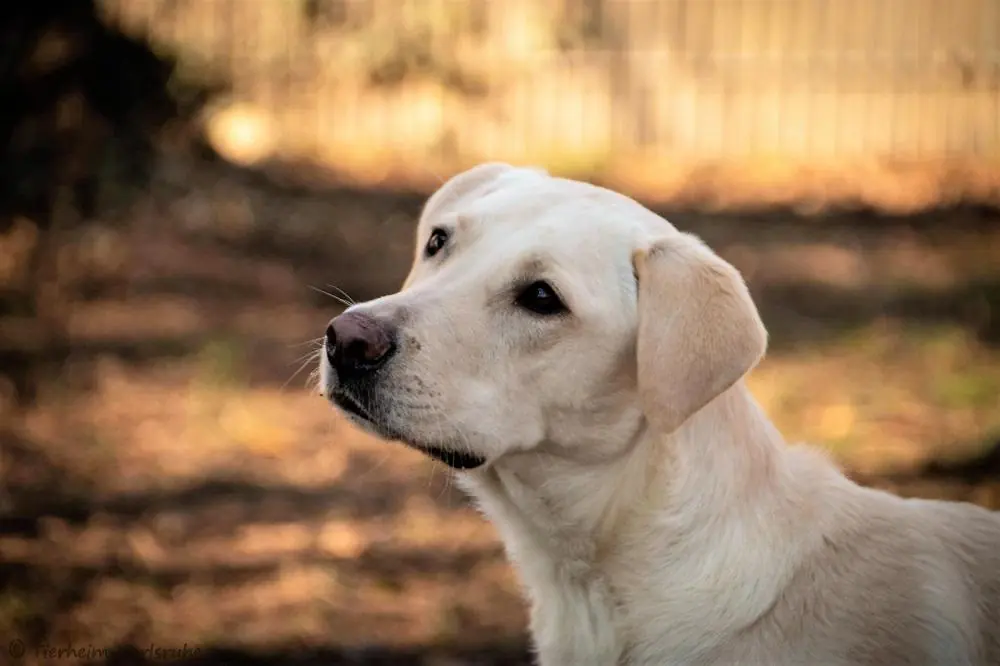 Felix - Labrador Retriever - Bild 1