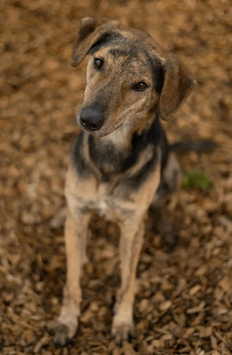 Kairo - Afghanischer Windhund - Bild 3