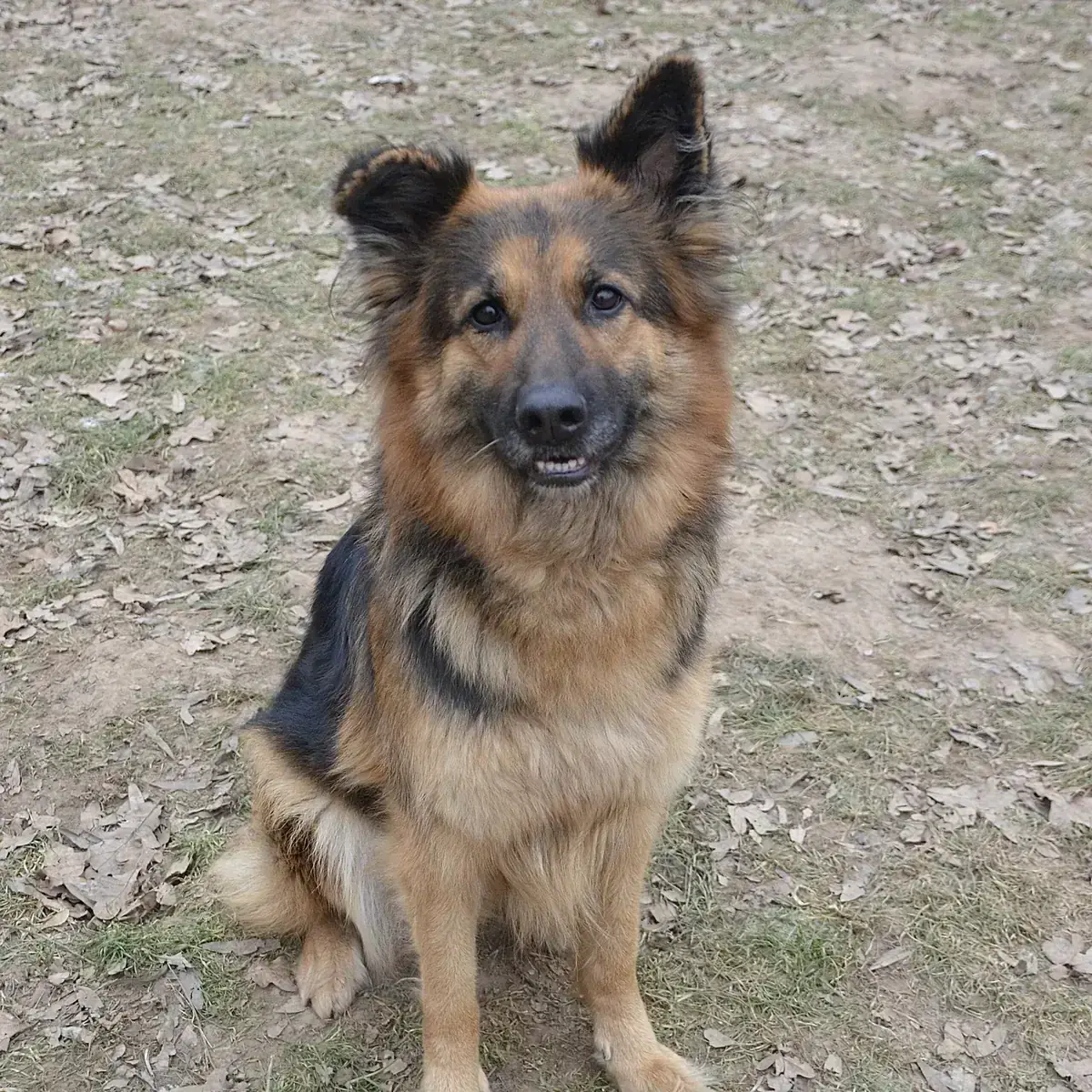 Asta – Deutscher Schäferhund – Bild 5