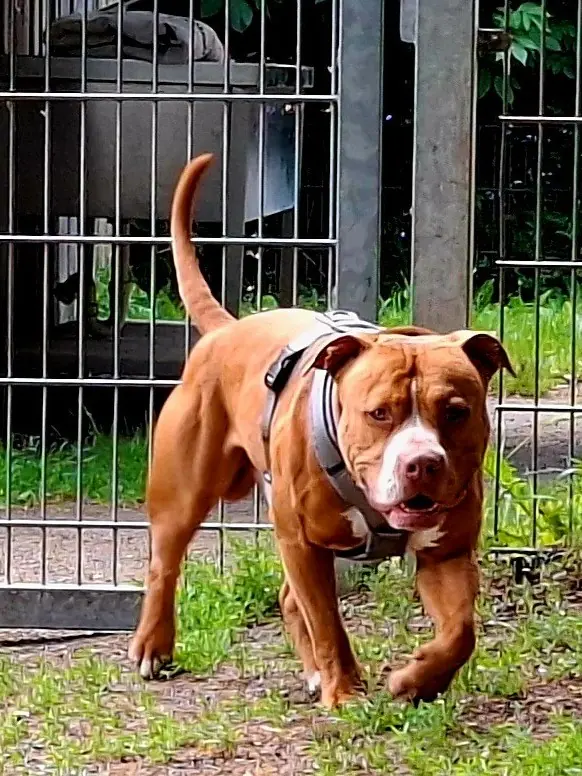 Elliot - American Staffordshire Terrier - Bild 3