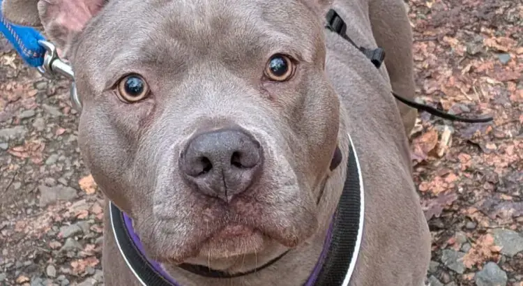 American Staffordshire Terrier-Mix Nala