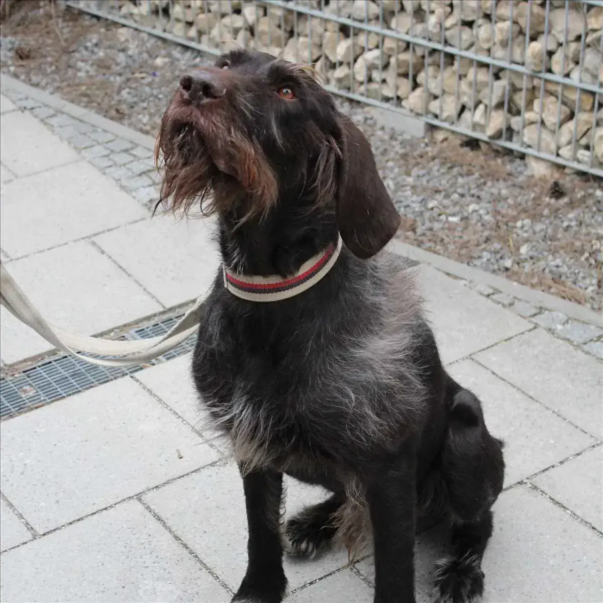 CARUSO -  - Bild 2