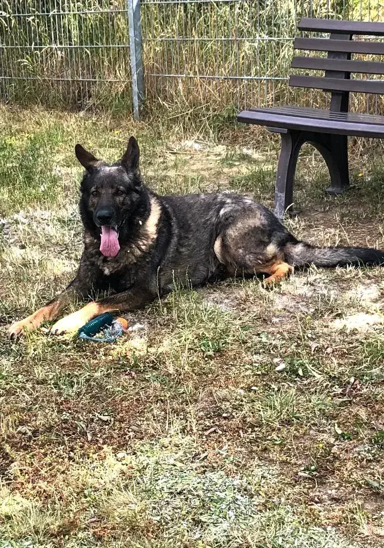 Ricco - Deutscher Schäferhund - Bild 1