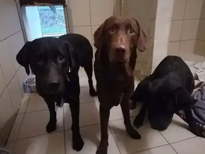 Terry – Labrador Retriever – Bild 5