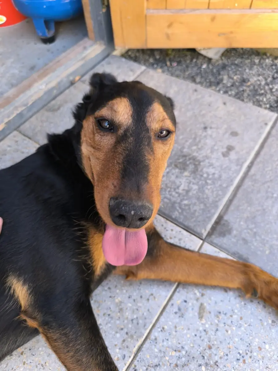 Rudi -  - Bild 12
