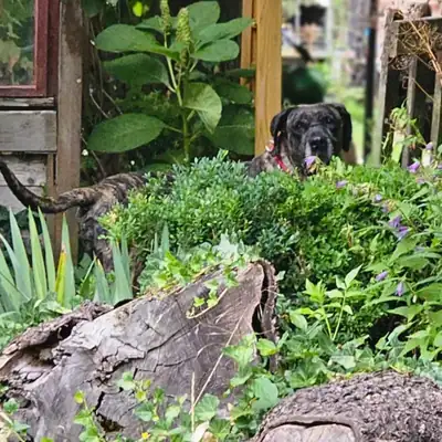 Olivia – Dogo Canario – Bild 4