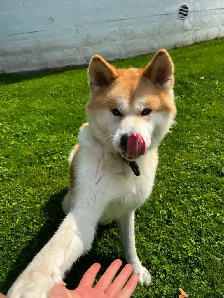 Chicco - Akita - Bild 3