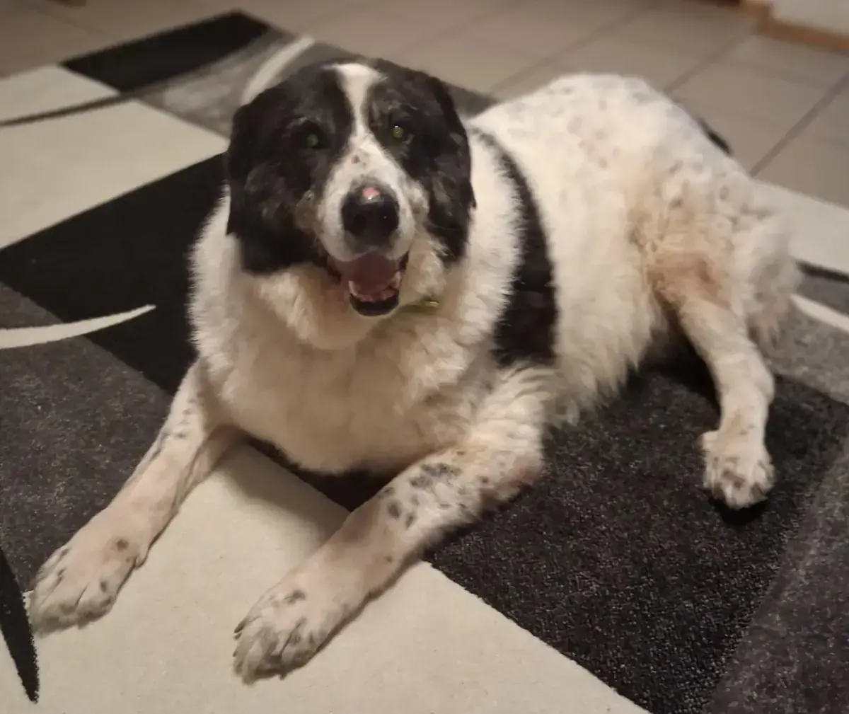 Bruno -  - Bild 2