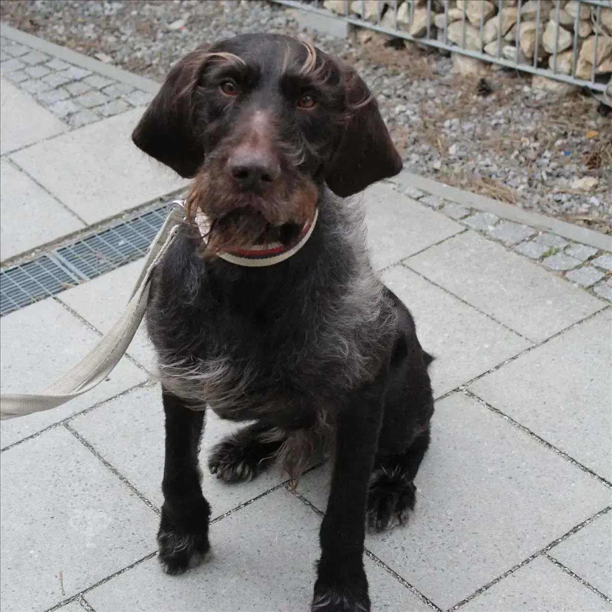 CARUSO -  - Bild 1