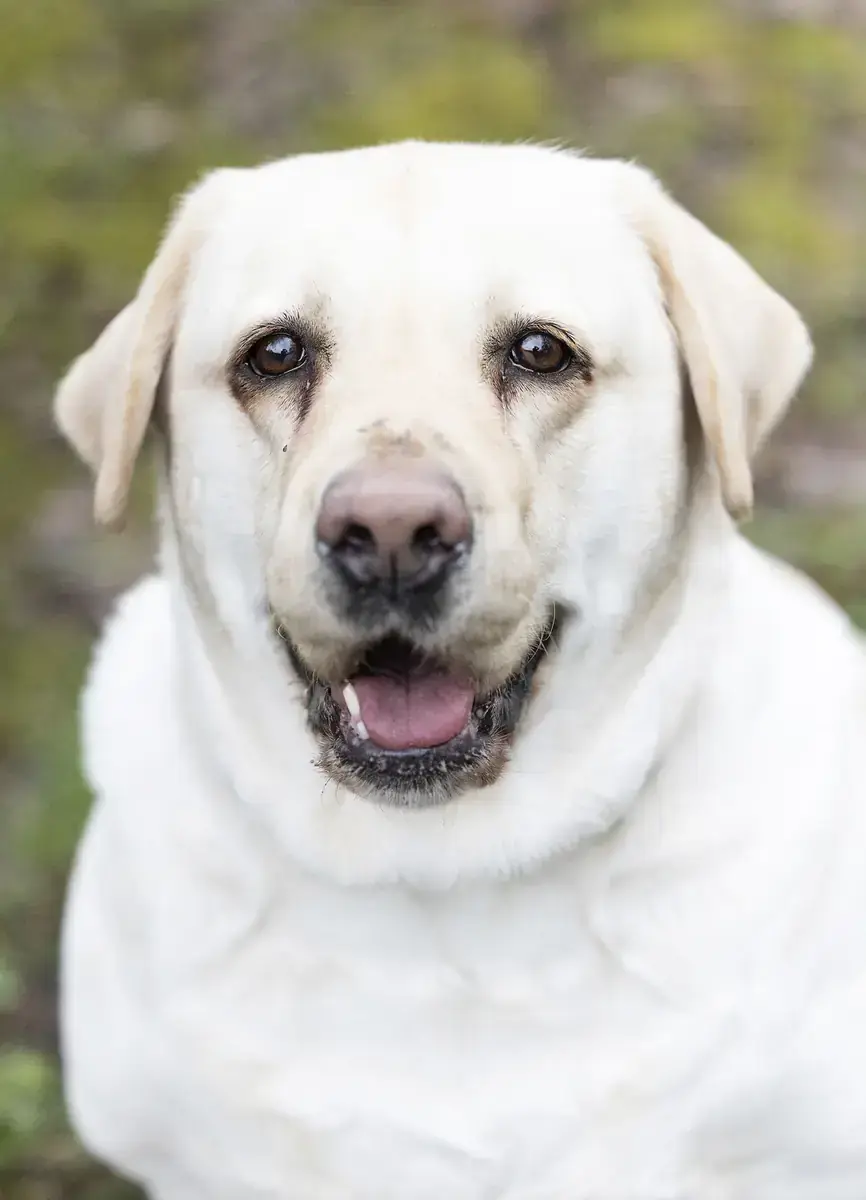 Lady Pummeluff - Labrador Retriever - Bild 1