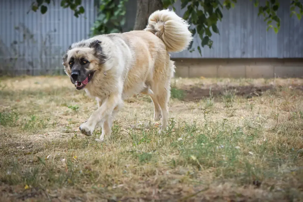Mira - Kangal-Hirtenhund - Bild 8