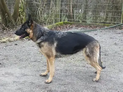 Ida – Deutscher Schäferhund – Bild 3