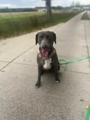 Amber – Weimaraner – Bild 2