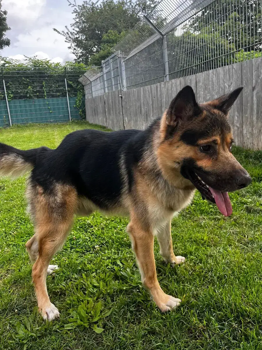 Smiley - Deutscher Schäferhund - Bild 1