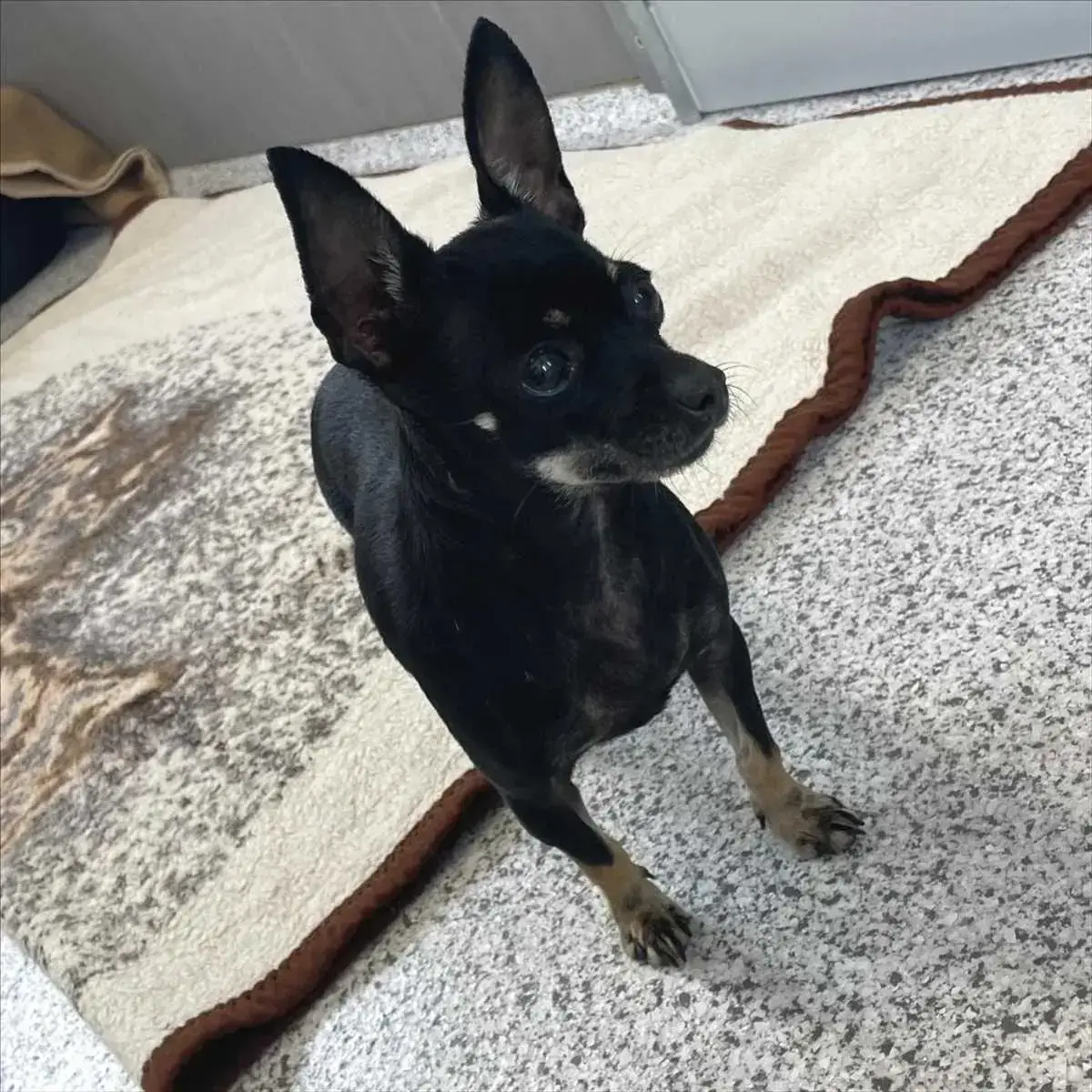 Chihuahua CHANTAL