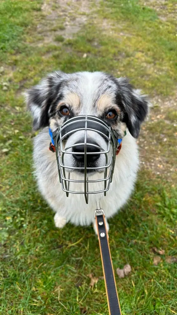 Teddy - Australian Shepherd - Bild 1