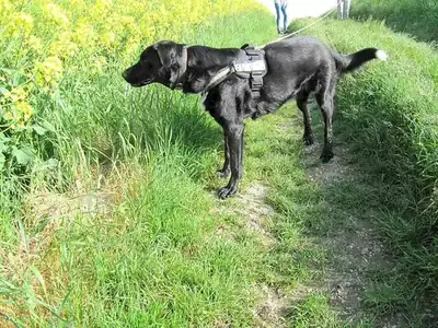 Dongo – Hund – Bild 6