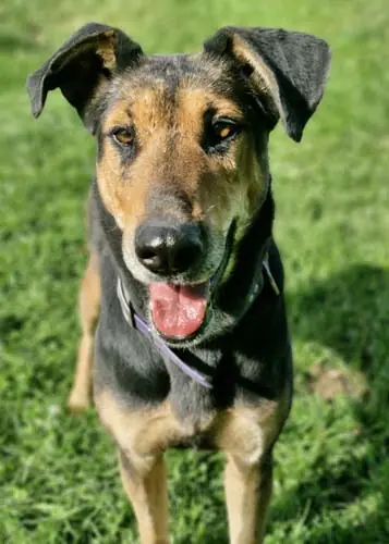 Lilly -  - Bild 15