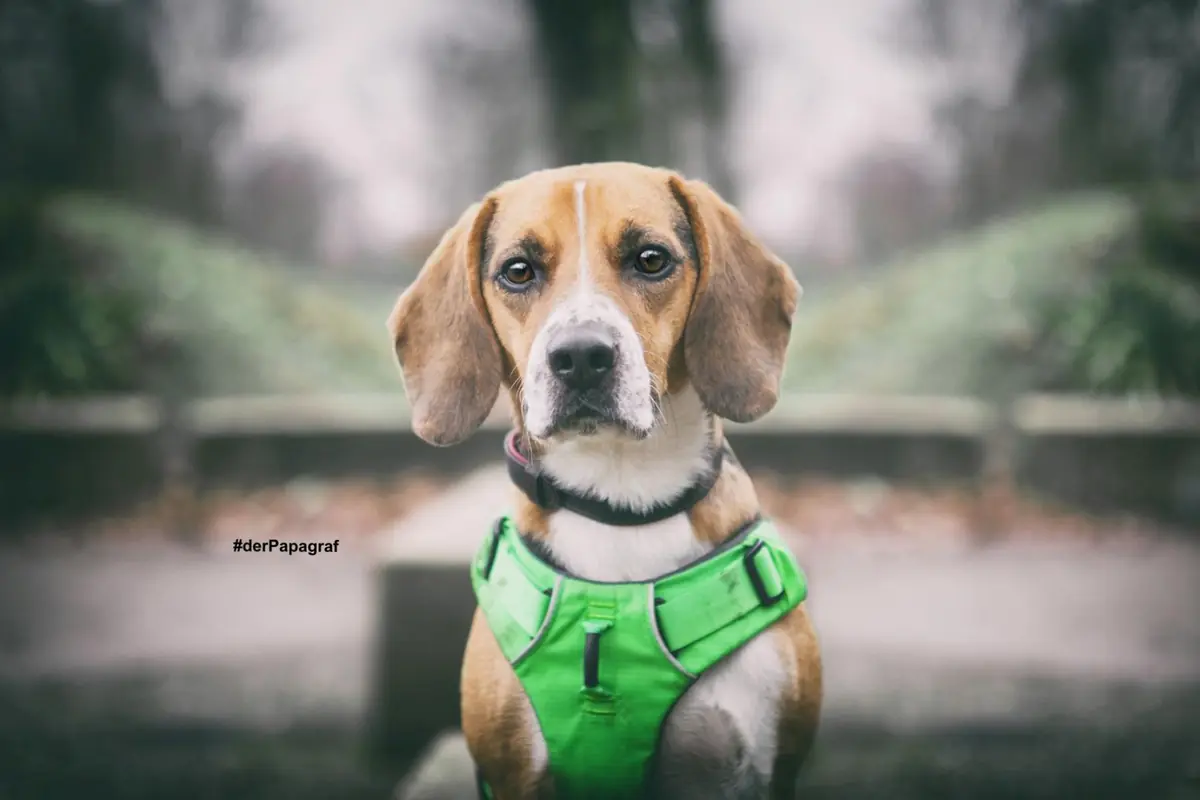 Timo - Beagle - Bild 8