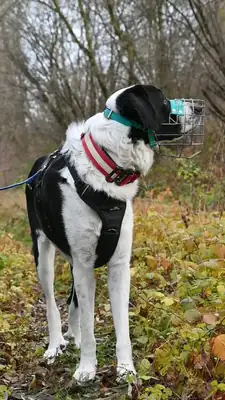 Sammy – Mischling – Bild 4