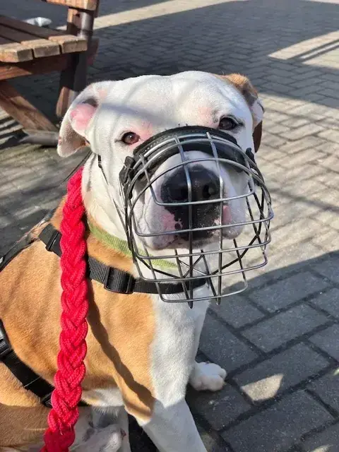 Hund Charly