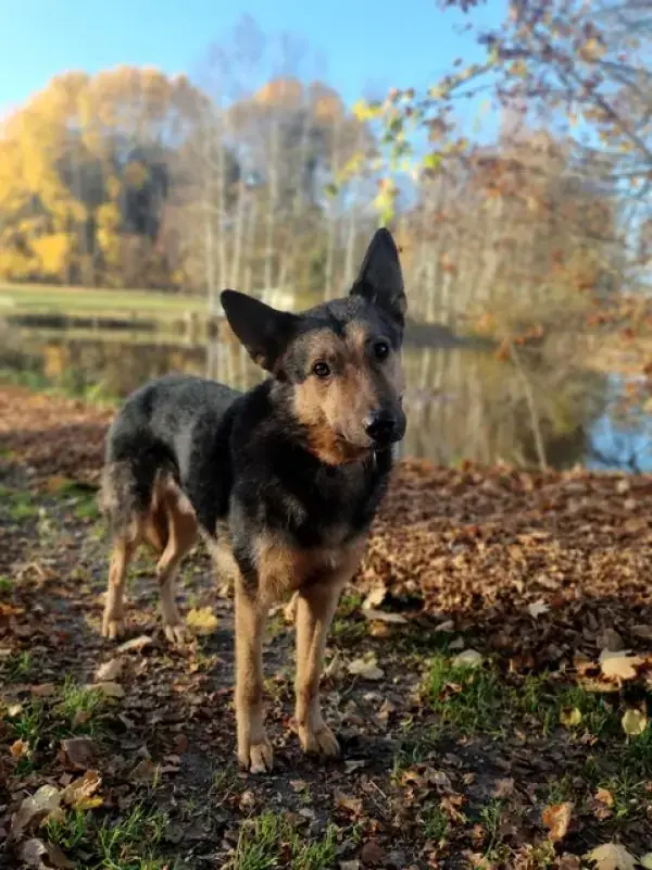 Lando -  - Bild 10