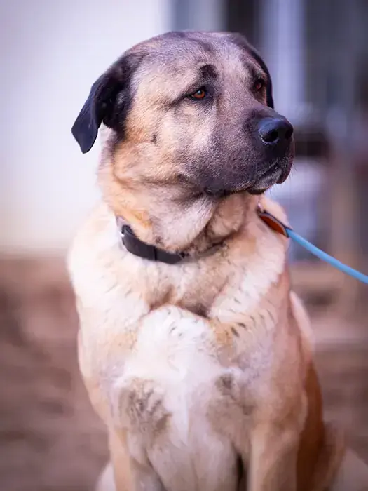 Garib - Kangal-Hirtenhund - Bild 2