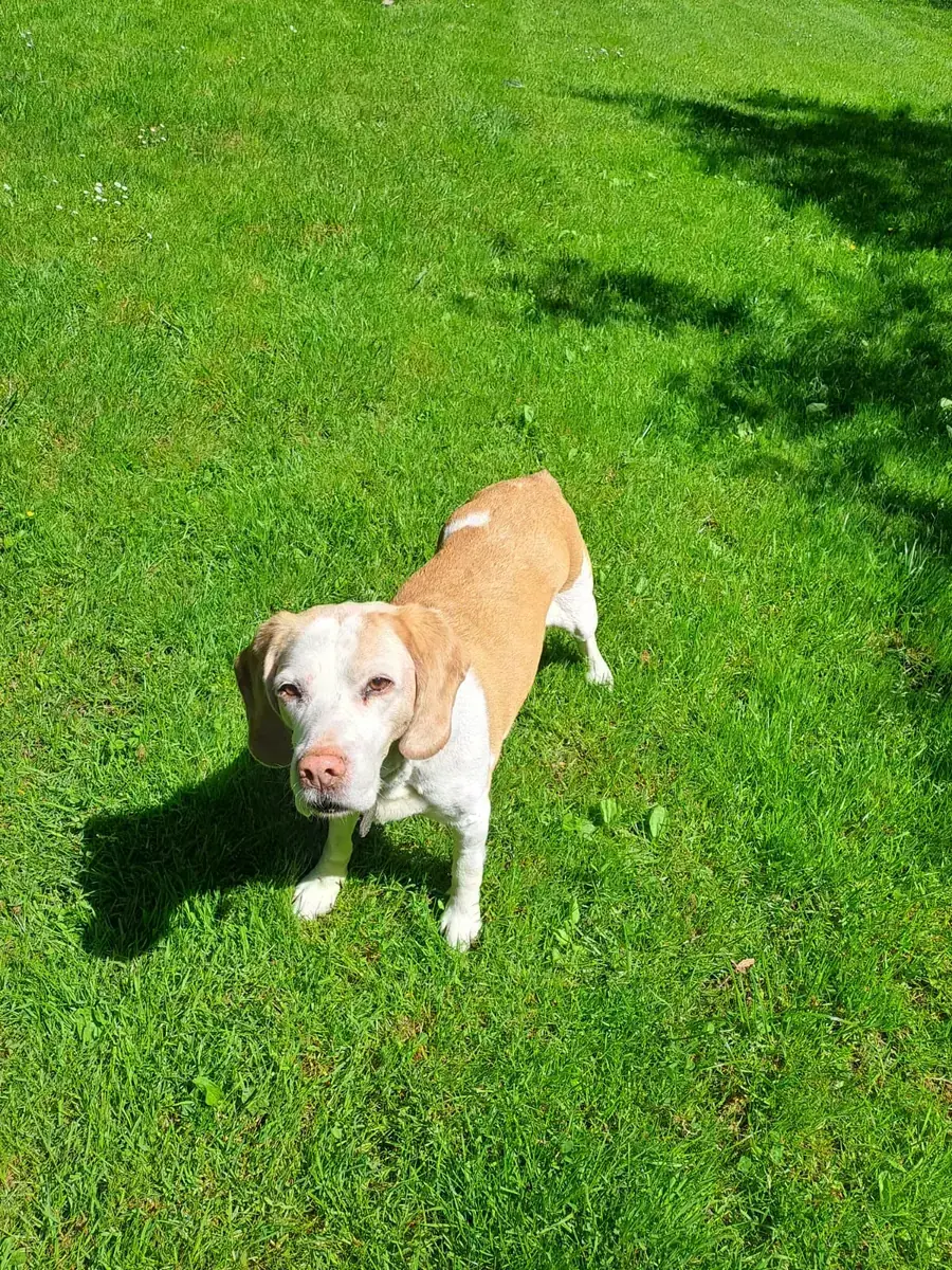 Shaila - Beagle - Bild 2