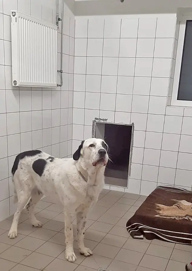 Balou - Zentralasiatischer Owtscharka - Bild 3