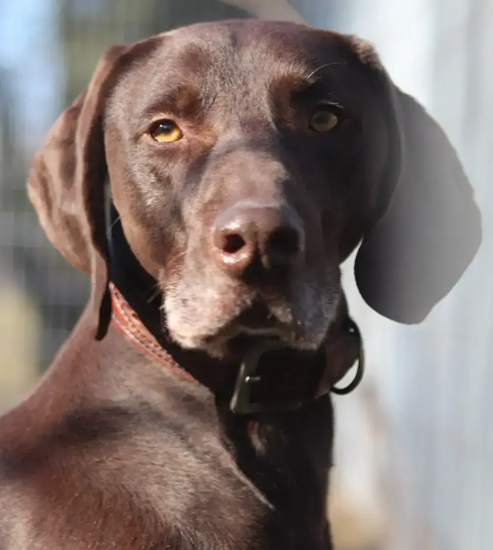 Buddy – Weimaraner, Deutsch Kurzhaar – Bild 2