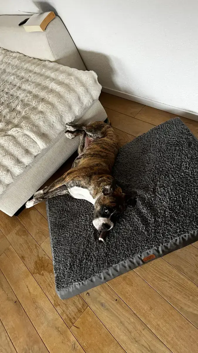 Deutscher Boxer-Mix Berta