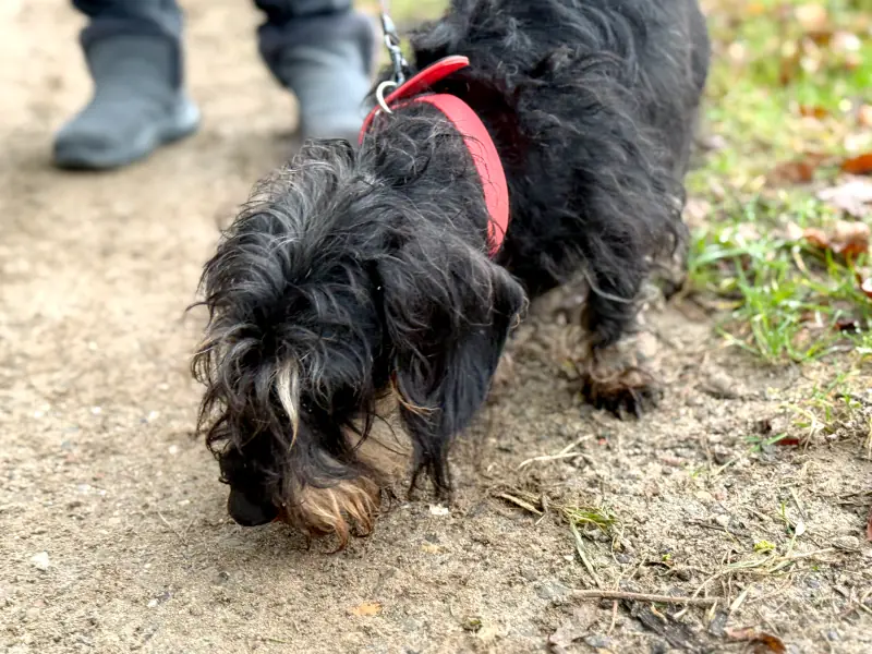 Willi -  - Bild 6
