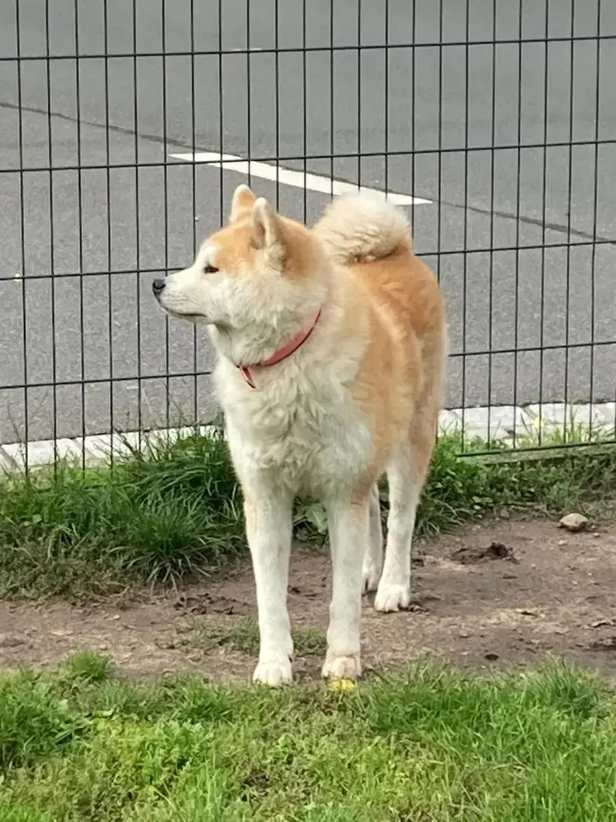 Inara - Akita - Bild 1