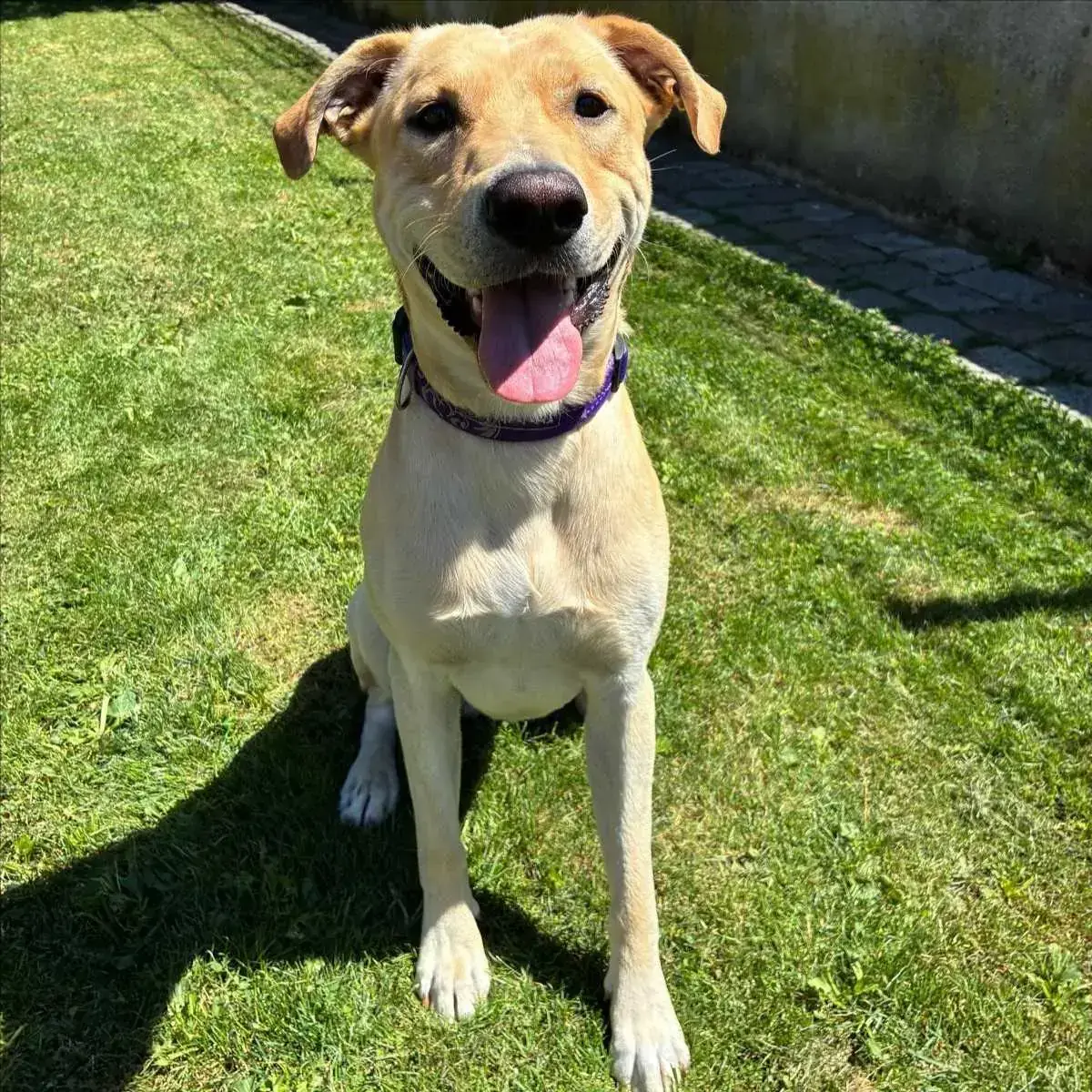 Max - Labrador Retriever - Bild 2