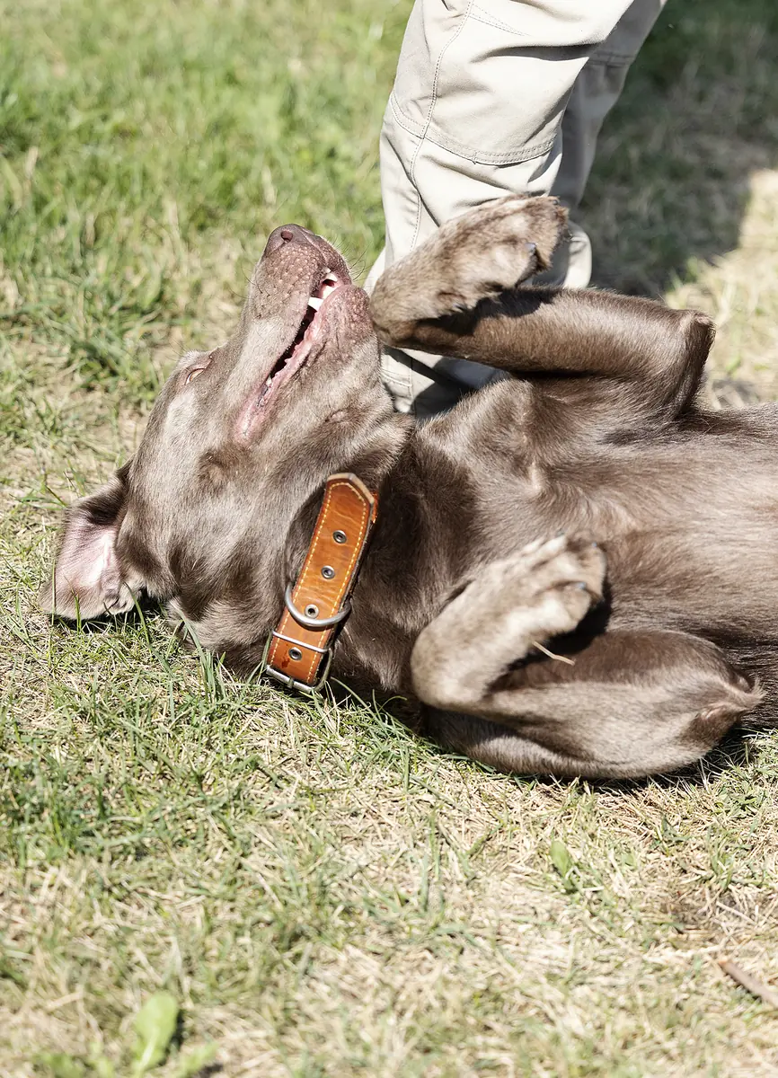 Miro - Labrador Retriever - Bild 6