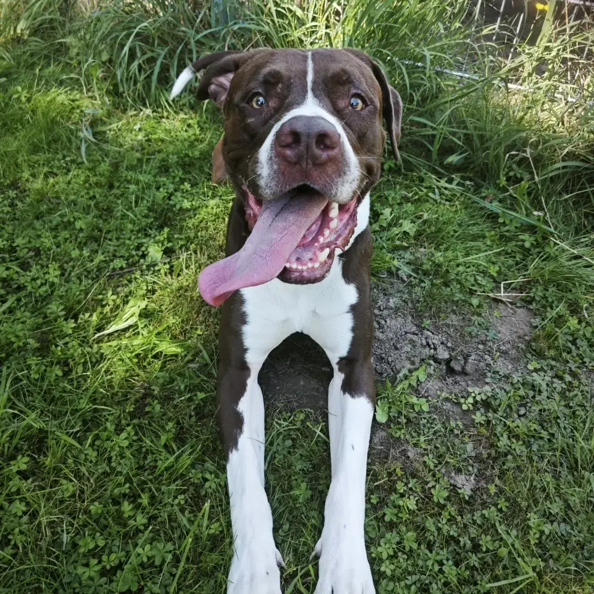 Rocky - Labrador Retriever - Bild 5