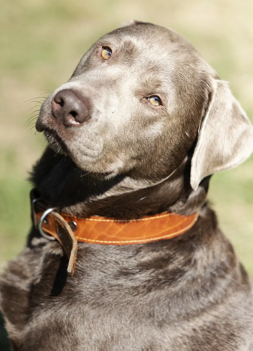 Miro - Labrador Retriever - Bild 1